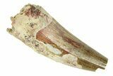 Triassic Fossil Phytosaur Tooth - New Mexico #294959-1
